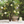 Load image into Gallery viewer, Antique Brass Flaunt Flower Sculpture and Vase