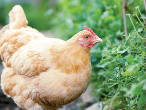 Rule the Roost: Raising Chickens in Your Backyard - SHOP by Interior Archaeology