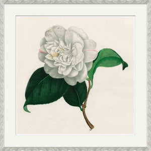 Print - Camellias (1 of 2) - SHOP by Interior Archaeology