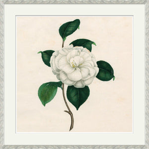 Print - Camellias (1 of 4) - SHOP by Interior Archaeology