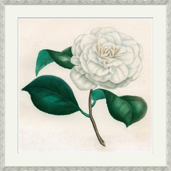 Print - Camellias (3 of 4) - SHOP by Interior Archaeology