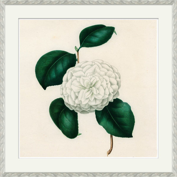Print - Camellias (4 of 4) - SHOP by Interior Archaeology